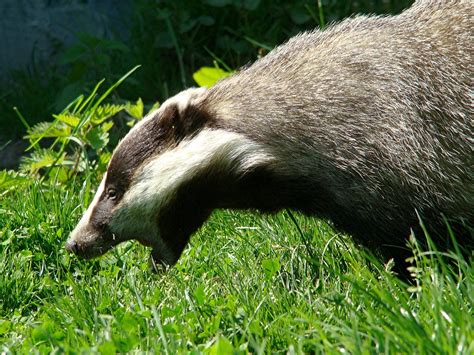 badger on the prowl | It was a real thrill to see a badger c… | Flickr