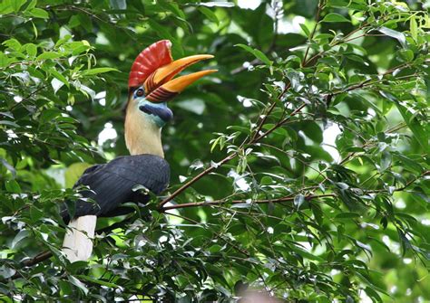 GEOGRAFI LINGKUNGAN: ENGGANG : BURUNG DENGAN PARUH BESAR