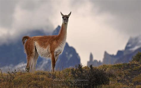 Horses are grazing on the beautiful background of Patagonian Andes ...