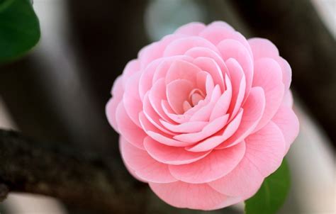 Pink Camellia Wallpapers - Wallpaper Cave