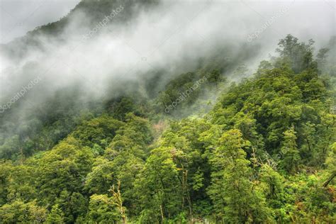 Rainforest landscape — Stock Photo © cmeder #3365774