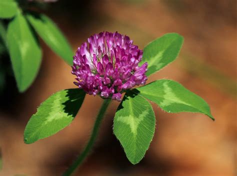 Red Clover Blossoms (Trifolium pratense). Wildcrafted, whole.