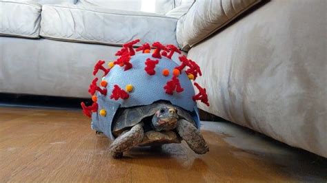 My tortoise Halloween costume for 2020 - aww | Funny animals, Dog ...