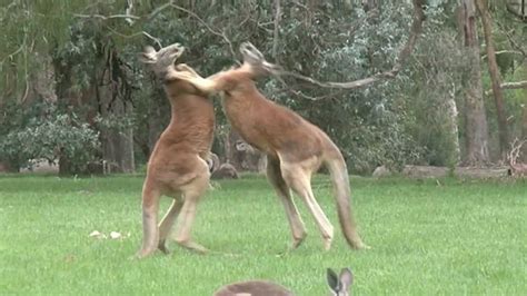 Kick Boxing Kangaroos - YouTube