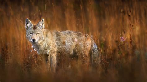 Coyote Wallpapers - Wallpaper Cave