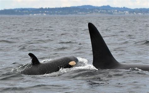 Researchers confirm birth of new orca calf in K-Pod - Victoria Times ...