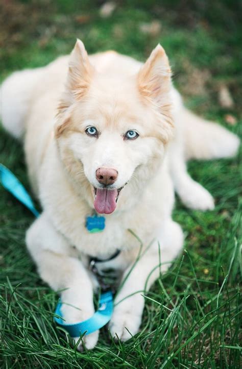 Husky Mix Golden Retriever