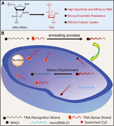 Biologically stable threose nucleic acid-based probes for real-time ...