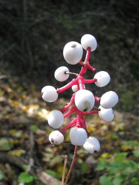 Actaea pachypoda Doll's Eyes | Prairie Moon Nursery