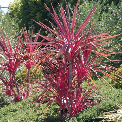 Types Of Dracaena Plants | Indoor & Outdoor Varieties | HRC