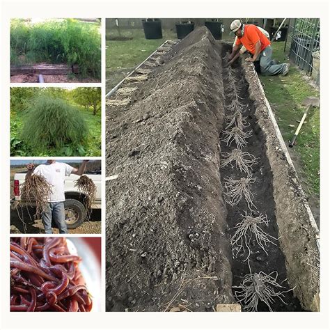 Amazon.com : 15-3 Year Asparagus Roots - Crowns-Plants Organic Farm ...