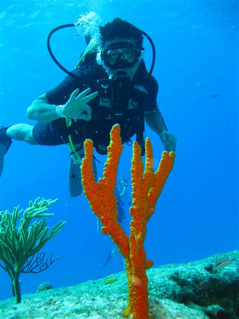 Free Images : sea, ocean, aquatic, coral reef, snorkel, habitat, undersea, water sport, marine ...