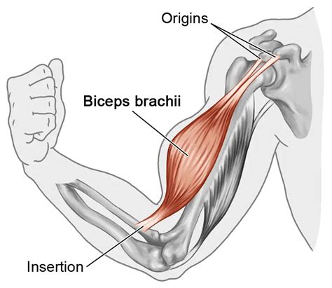 Origin And Insertion Of Bicep : OIA Deck 2 at University of North Texas - StudyBlue / Both heads ...