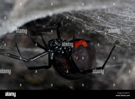 black widow spider web Stock Photo - Alamy