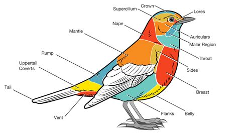 basic-parts-of-a-bird | Bird Academy • The Cornell Lab