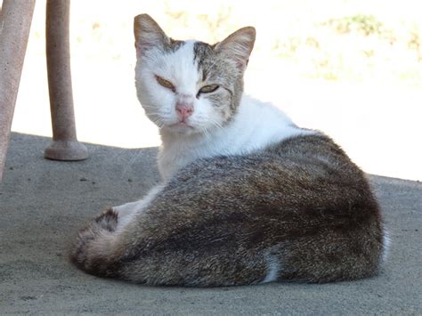 Trap Neuter Return - feral cat colony management – BC SPCA