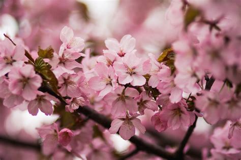 Free photo: Pink Cherry Blossoms - Bloom, Growth, Season - Free Download - Jooinn