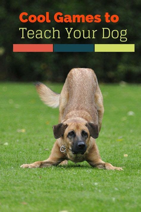 Five Cool Games You Can Teach Your Dog- DogVills | Pet dogs, Dog ...