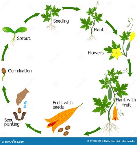 A Growth Cycle of Momordica Charantia Bitter Melon Plant on a White Background. Stock Vector ...