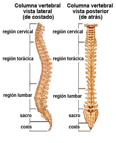 La columna vertebral | El Cuerpo Humano