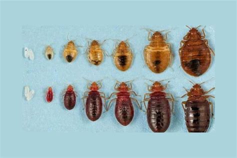 Revealing The Life Cycle Of A Bedbug: From Egg To Adult