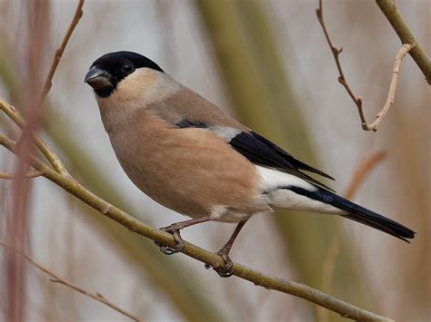 Eurasian Bullfinch - eBird