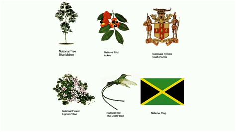 Jamaica National Flower | Best Flower Site