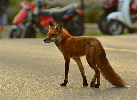 Lives of the Urban Coyotes and Foxes » Urban Milwaukee