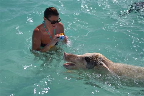 Top 10 Caribbean wildlife moments : Travel Dreams Magazine