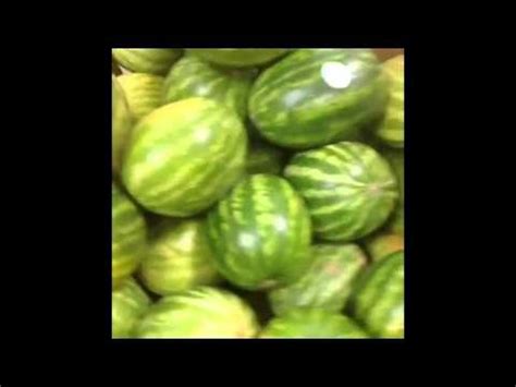 Best Watermelon Vines Compilation | Watermelon vines, Vine compilation ...