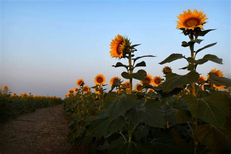 PHOTOS: There’s still time to visit Kansas sunflower fields | KSNT 27 News