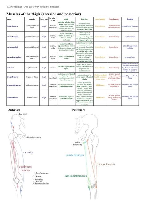 A summary for learning the muscles of the lower limb including their attachments, innervation ...