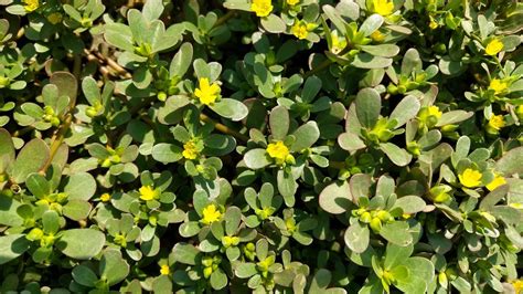 How to Plant and Grow Purslane – Green Garden Tribe