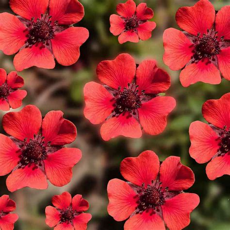 Cinquefoil Seeds - Potentilla Nepalensis Flower Seed