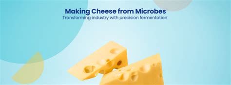 How Dairy Companies make Sustainable Cheese using Microbes!