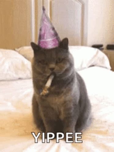 Yippee Funny Cat GIF | GIFDB.com