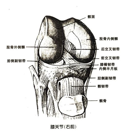 膝盖软组织结构图,膝盖组织结构图 - 伤感说说吧