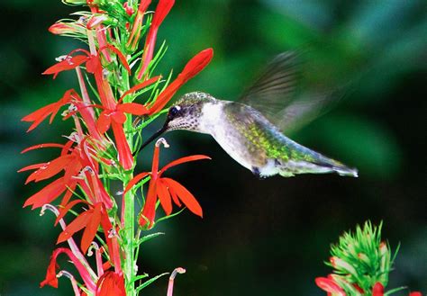 Wildflowers of Summer - Ecological Landscape Alliance