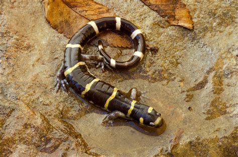 Salamander Facts | Missouri Department of Conservation