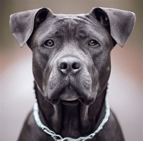 Image of a Pitbull Cane Corso Mix | Pet Dog Owner