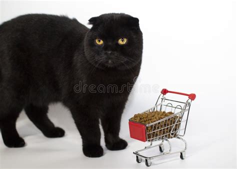 A Black Cat with Yellow Eyes Sits with a Shopping Basket Filled with Cat Food. Stock Image ...