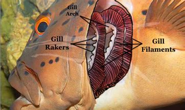 Gills: Definition & Anatomy | Study.com