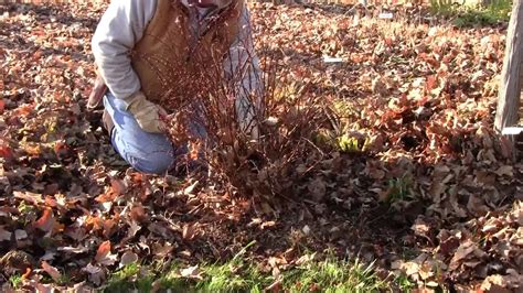 Pruning Barberry - YouTube