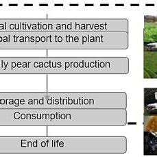 Bar chart -Nopal Cultivation Stage Source: own elaboration based on the... | Download Scientific ...