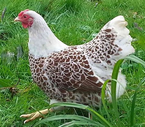 Buff Laced Wyandotte Bantam Hatching Eggs | Beautiful chickens, Fancy ...