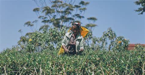 A Woman Harvesting Fresh Tea Leaves · Free Stock Photo