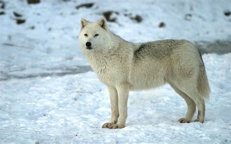 HD wallpaper: snow, wolves | Wallpaper Flare