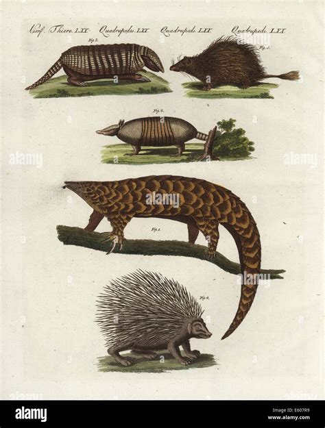 Chinese pangolin (endangered), nine-banded armadillo, etc Stock Photo ...