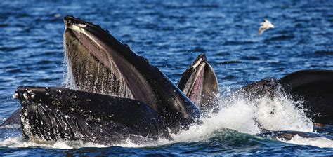 Five Fascinating Humpback Whale Feeding Strategies