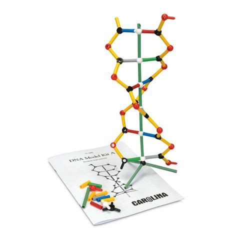 DNA Model Kit A | Carolina Biological Supply